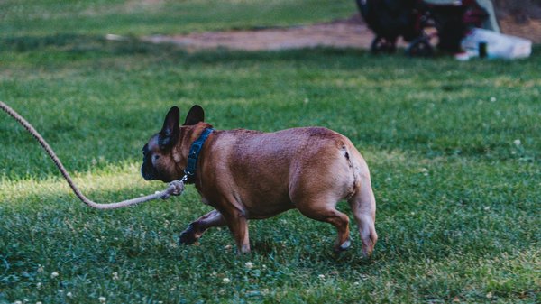 Quelles stratégies sont mises en place pour réduire le braconnage ?
