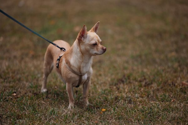 Formation en secourisme félin : options et où la trouver